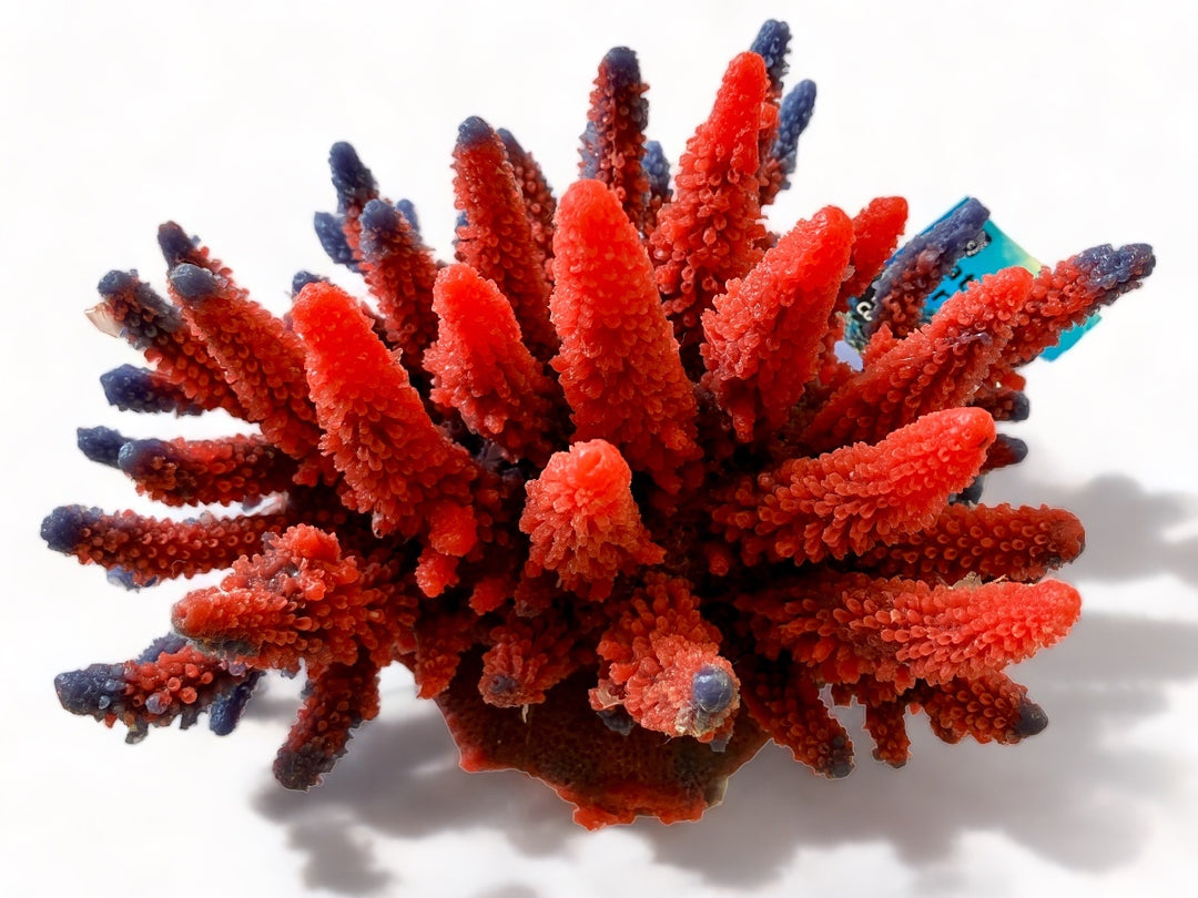 TMC Acropora rot/lila 21x15x15,5cm