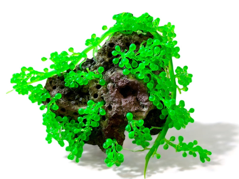 TMC Caulerpa auf Stein 22x18x8cm
