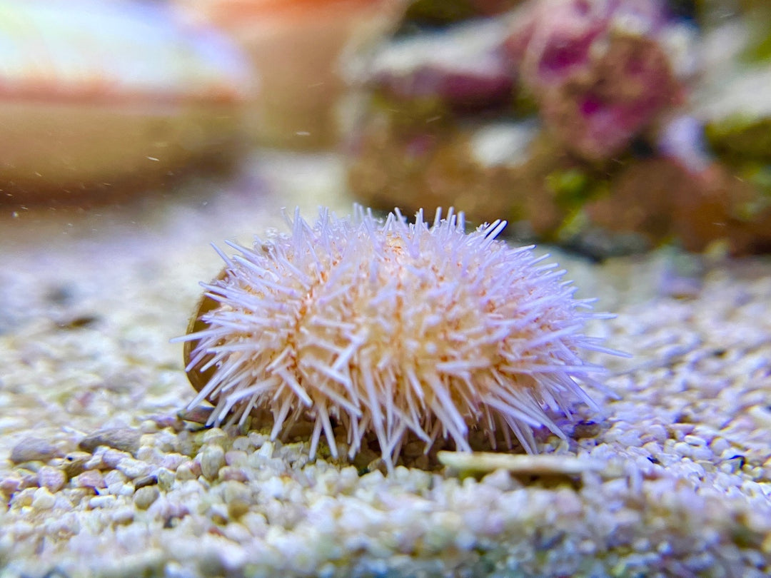 Pinker Seeigel - Salmacis belli
