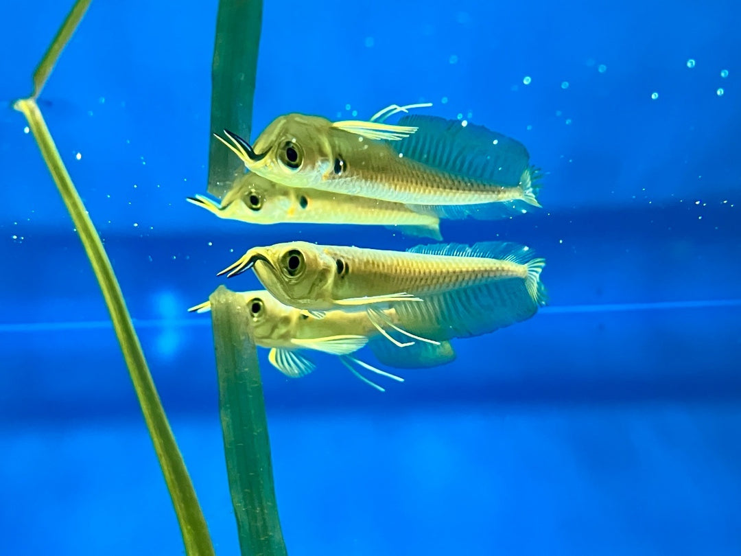 Knochenzüngler - Osteoglossum bicirrhosum