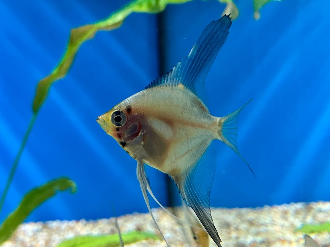 Skalar - Pterophyllum scalare "Ghost blushing"