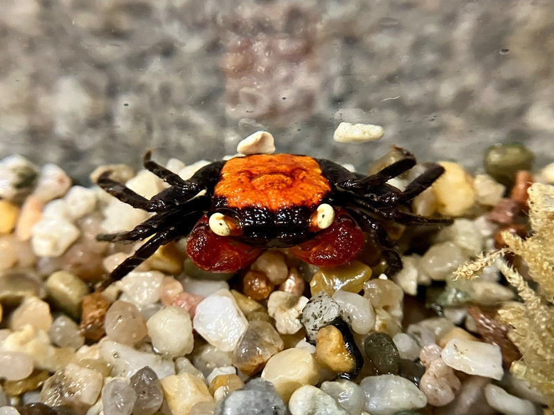 Rote Vampirkrabbe - Geosesarma hagen
