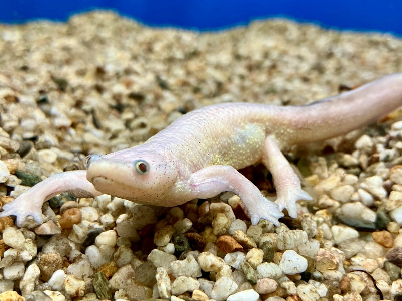Spanischer Rippenmolch - Pleurodele walti "Albino" Adult