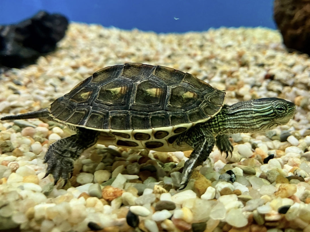 Chinesische Streifenschildkröte - Mauremys sinensis