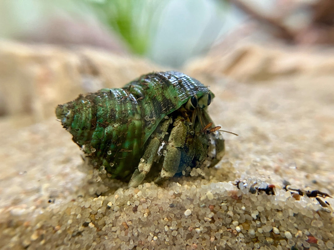 Landeinsiedlerkrebs - Coenobita rugosus