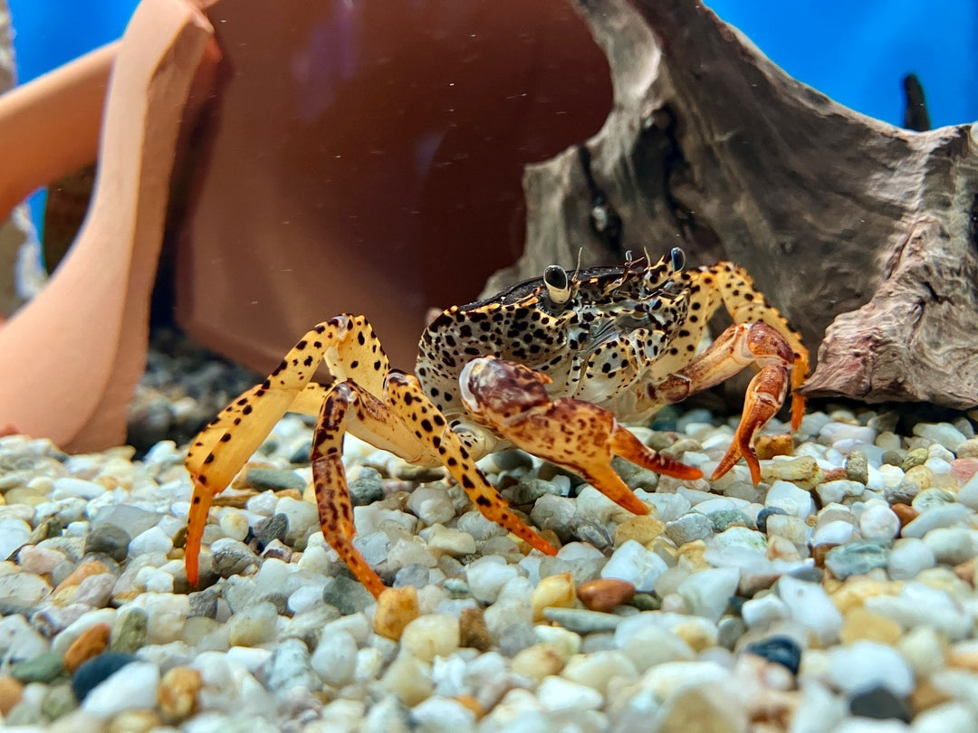 Pantherkrabbe - Parathelphusa pantherina