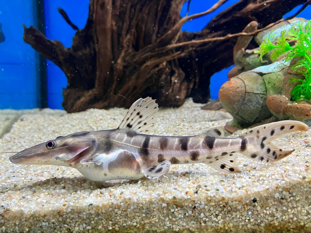 Tigerspatelwels - Pseudoplatystoma fasciatum