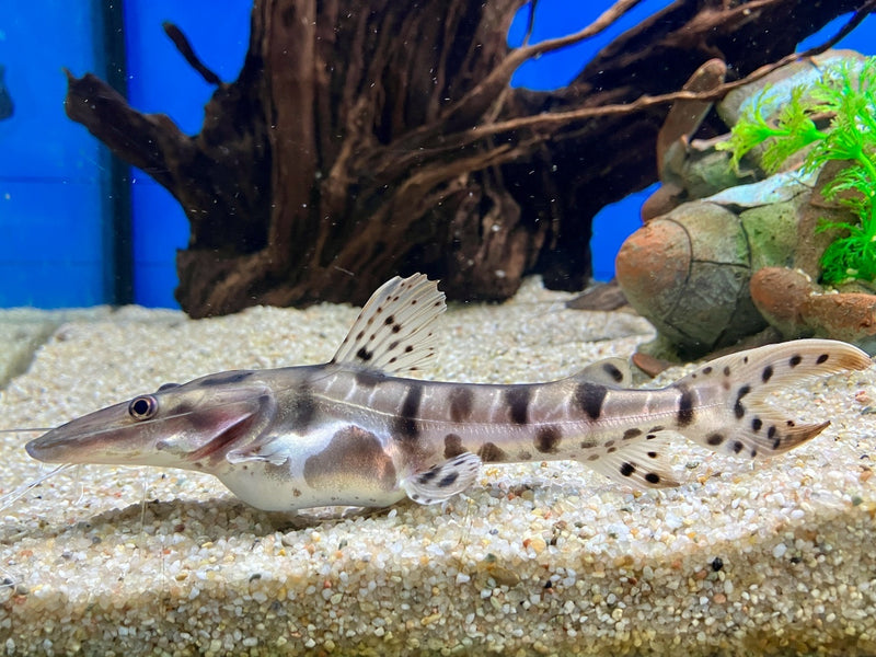 Tigerspatelwels - Pseudoplatystoma fasciatum