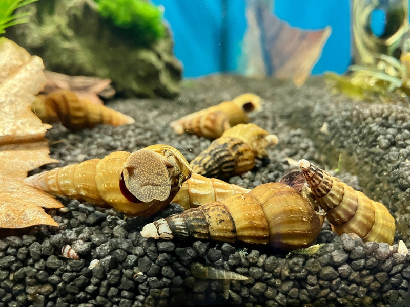 Riesen Turmdeckelschnecke - Brotia herculea