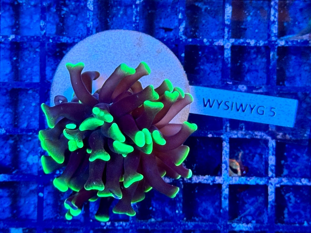 Hammerkoralle - Euphyllia paraancora WYSIWYG