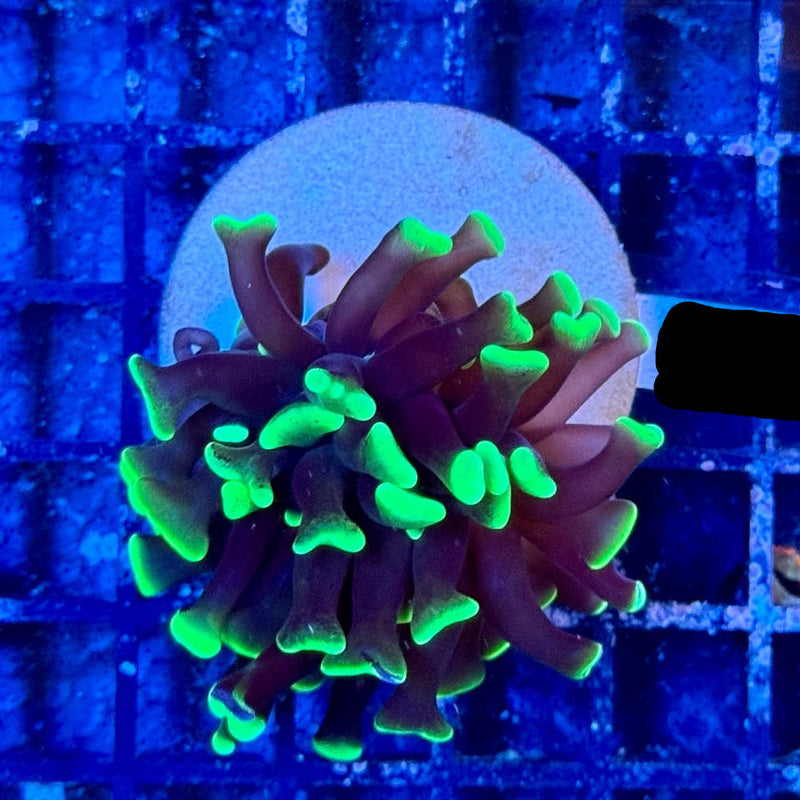 Hammerkoralle - Euphyllia paraancora WYSIWYG