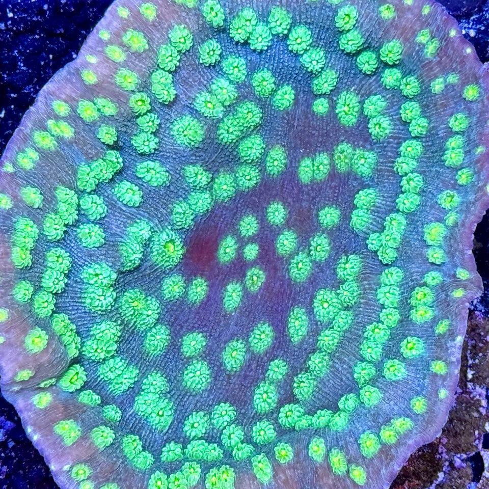 Lamellenkoralle - Echinopora lamellosa Ableger ca. 5x5cm
