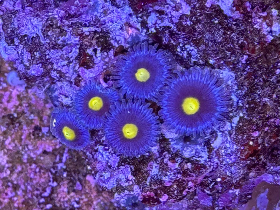 Krustenanemone - Zoanthus sp. "blau" 3-5 Polypen