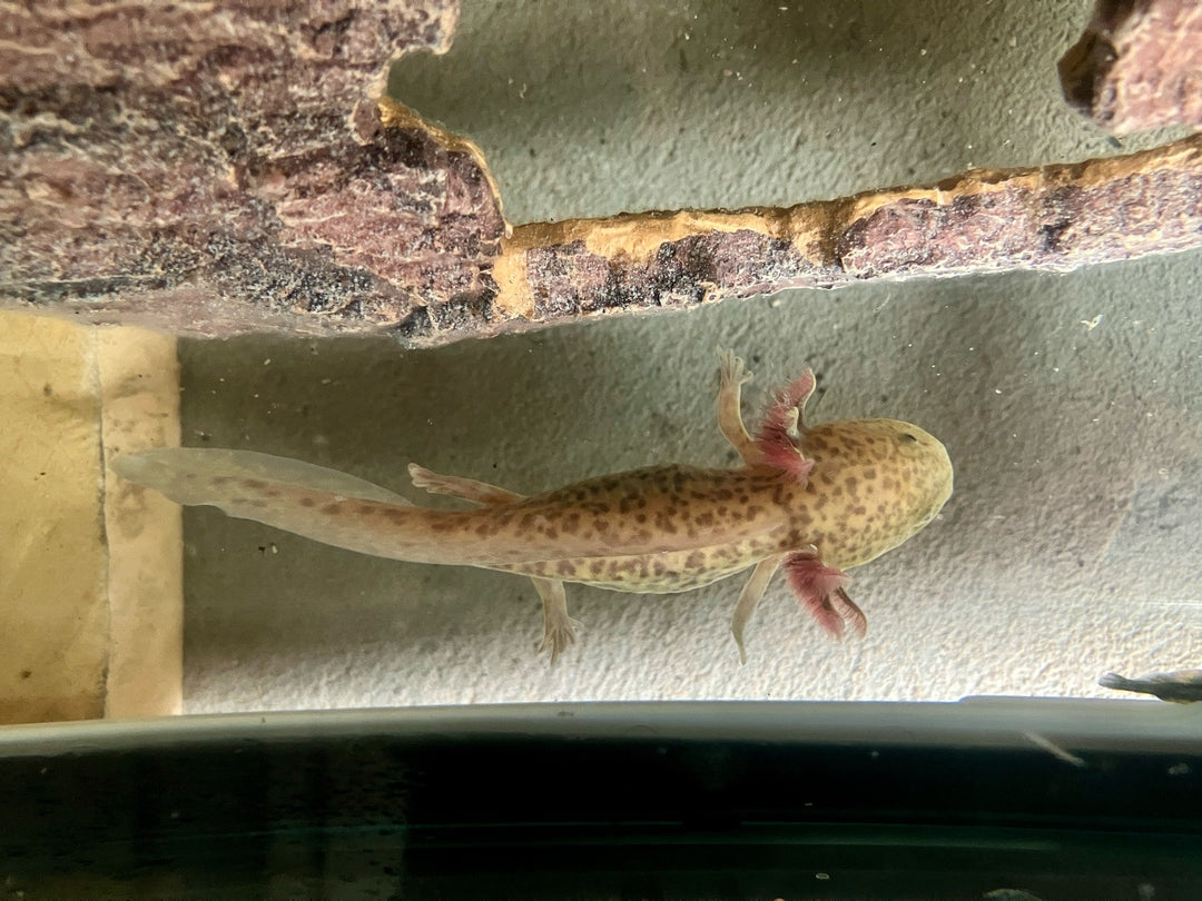 Axolotl - Ambystoma mexicanum "Kupfer" "Copper"