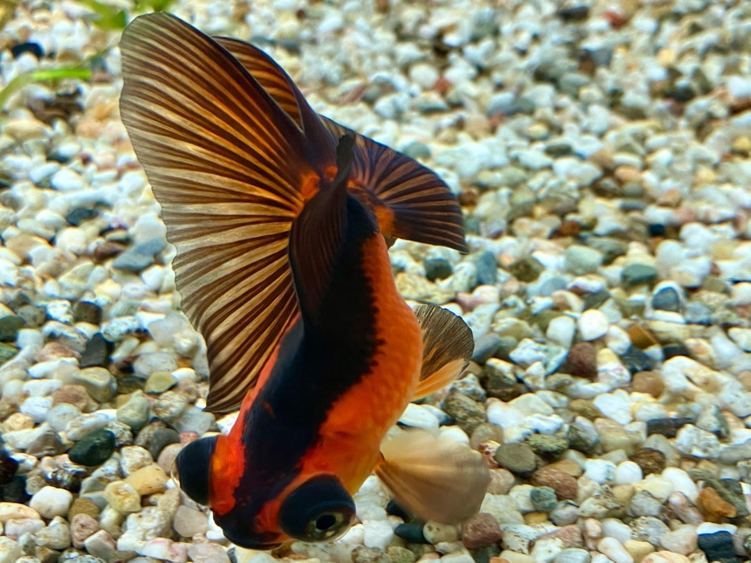 Goldfisch "Butterfly" - Carassius auratus 6-7cm WYSIWYG