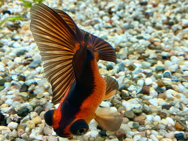 Goldfisch "Butterfly" - Carassius auratus 6-7cm WYSIWYG