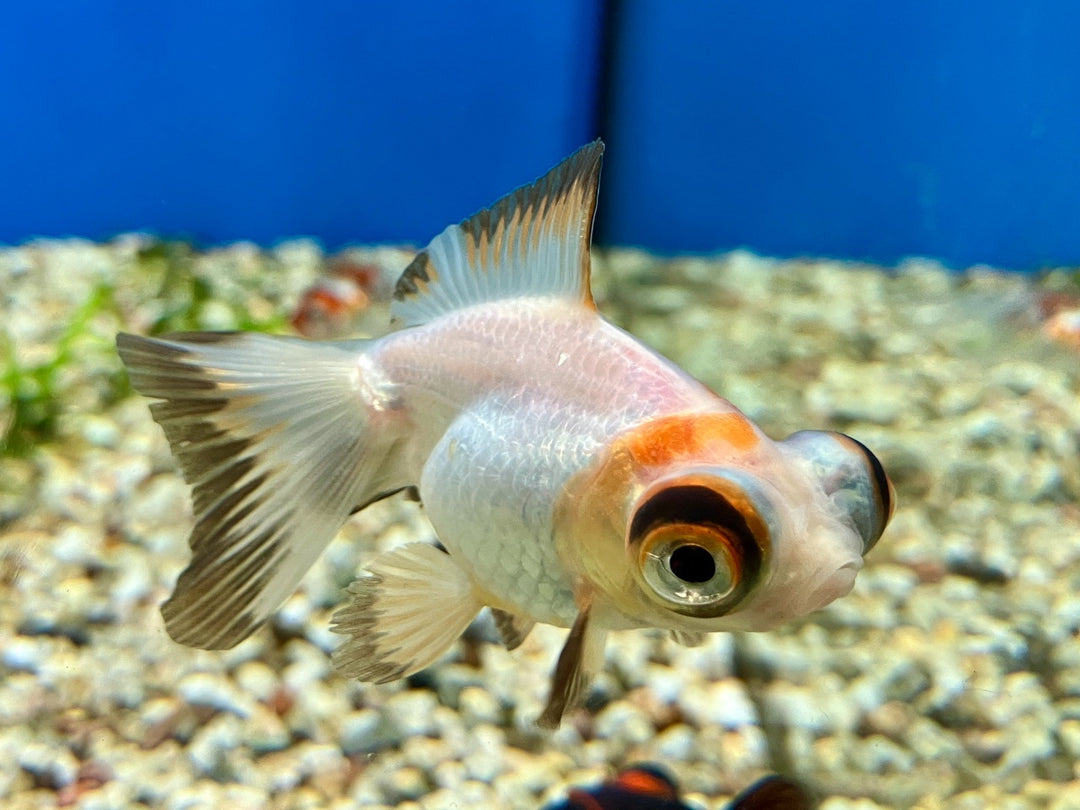 Goldfisch "Butterfly" - Carassius auratus 5-6cm WYSIWYG