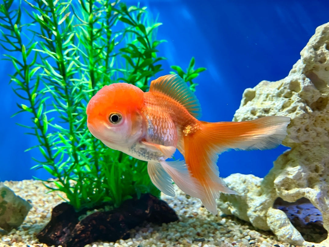 Löwenkopf - Carassius auratus "Rot"