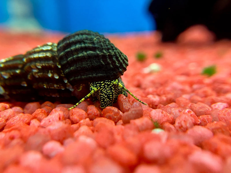 Turmdeckelschnecke - Tylomelania sp. "gelb gepunktet"