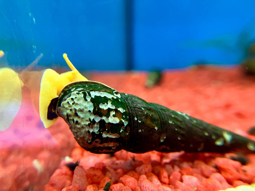 Turmdeckelschnecke - Tylomelania sp. "orange"