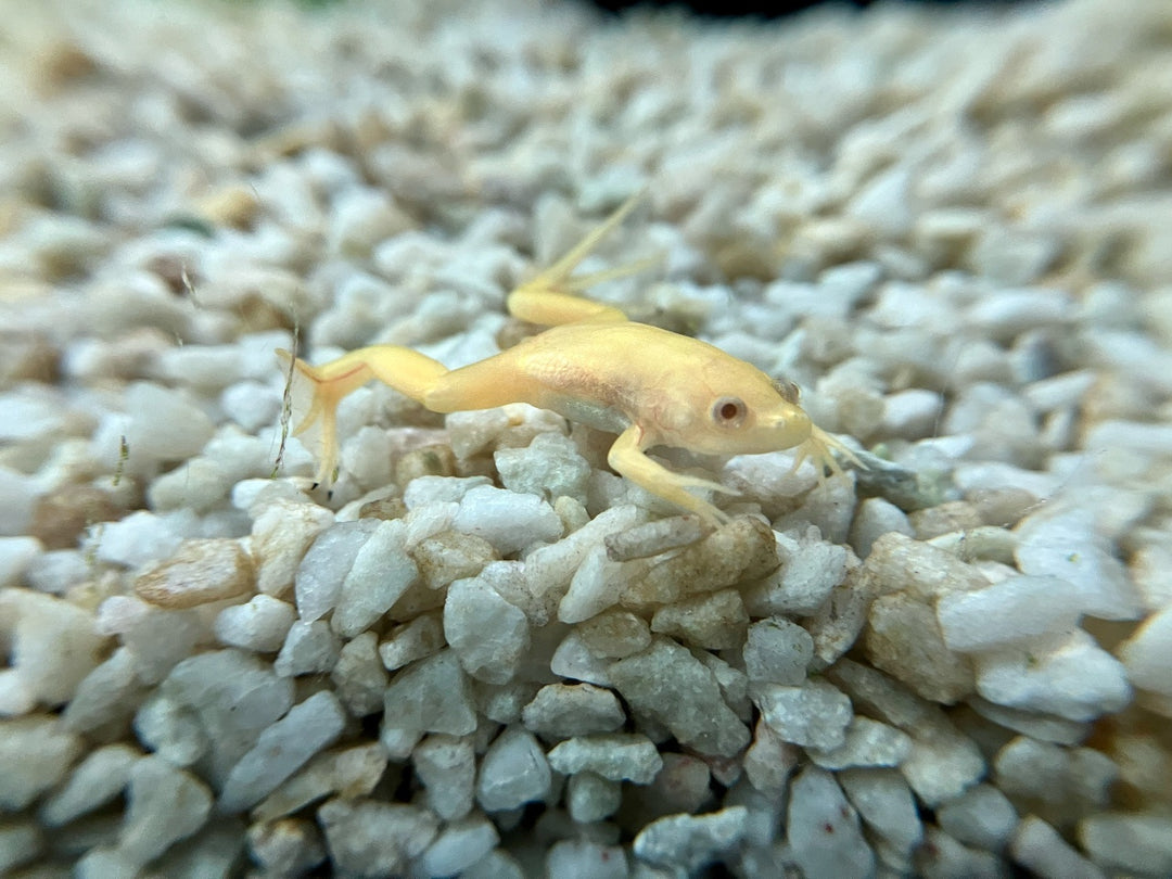 Krallenfrosch - Xenopus laevis "albino"