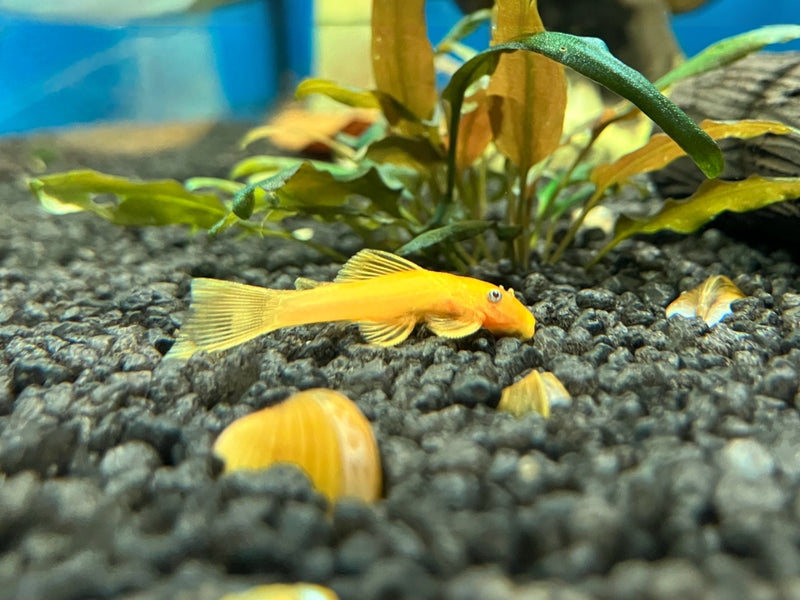 Antennenwels - Ancistrus L144 "Lemon/Orange"