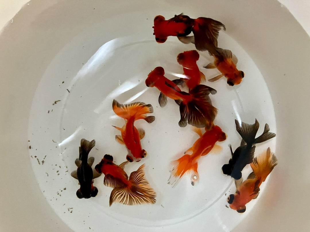 Schleierschwanz - Carassius auratus "Butterfly Mix"
