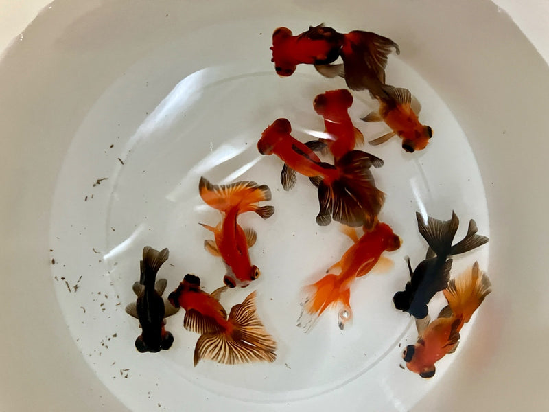 Schleierschwanz - Carassius auratus "Butterfly Mix"
