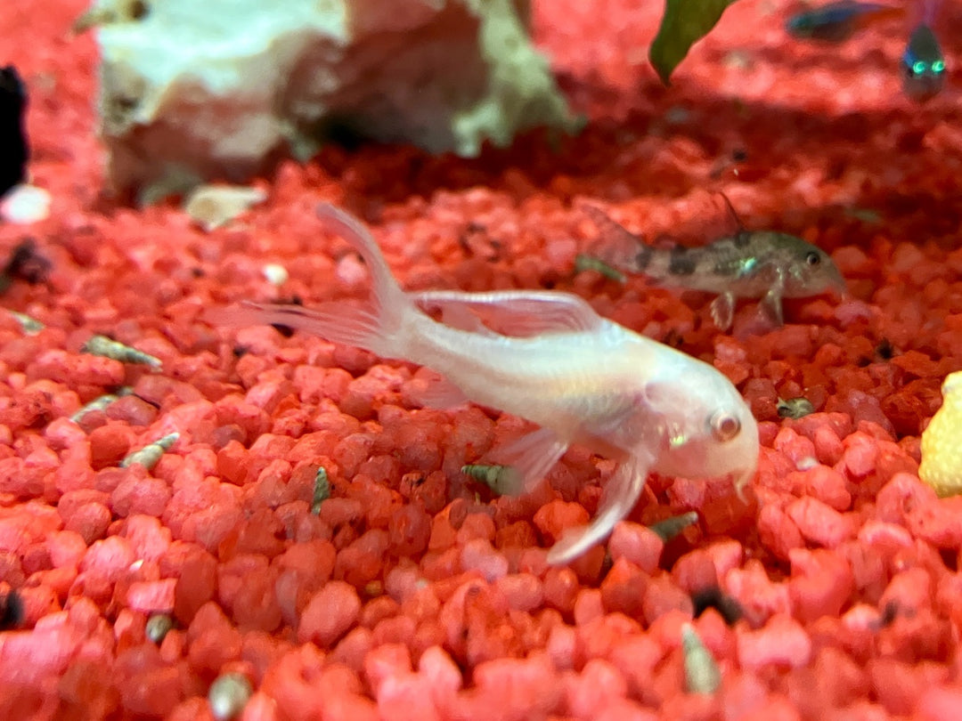 Marmorierter Panzerwels - Corydoras paleatus "Albino Double Long Fin"