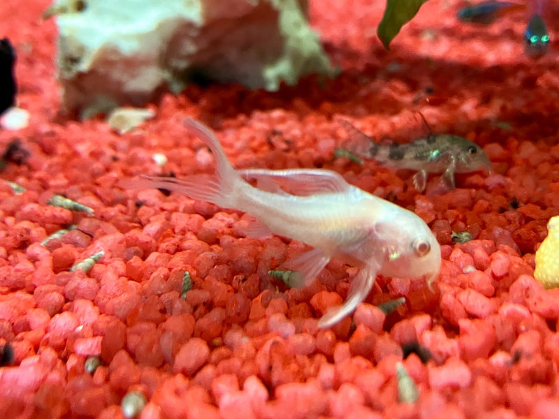 Marmorierter Panzerwels - Corydoras paleatus "Albino Double Long Fin"