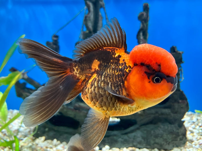 Löwenkopf "Rot/schwarz" - Carassius auratus 10-12cm  WYSIWYG