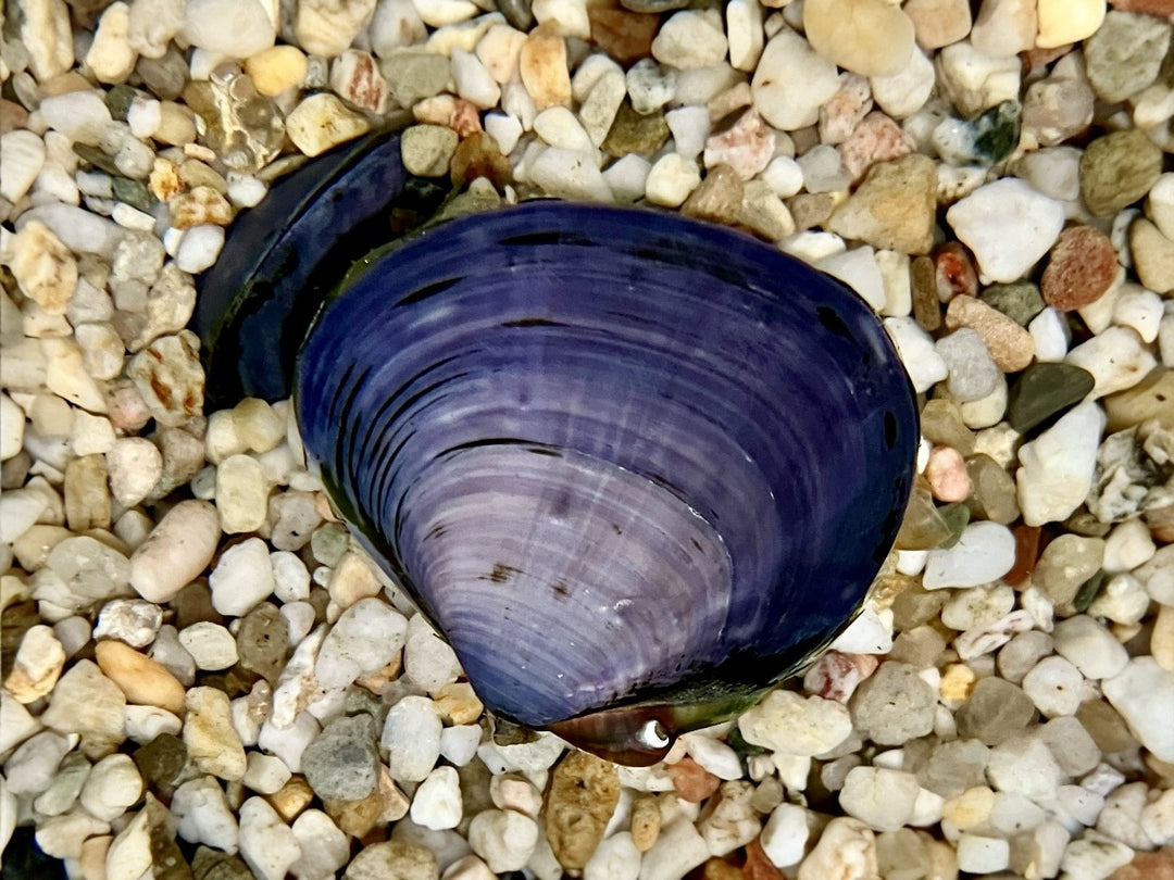 Lila Muschel - Anodonta sp.