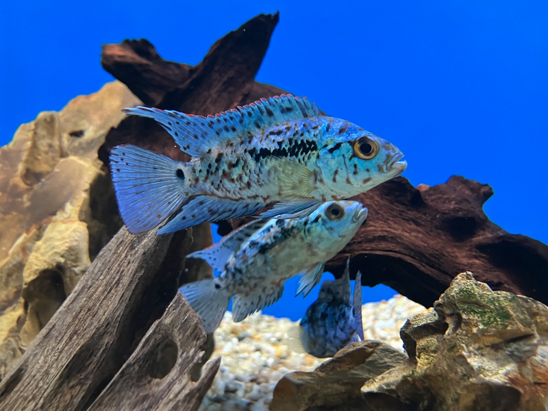 Electric Blue Jack Dempsey - Rocio octofasciatum