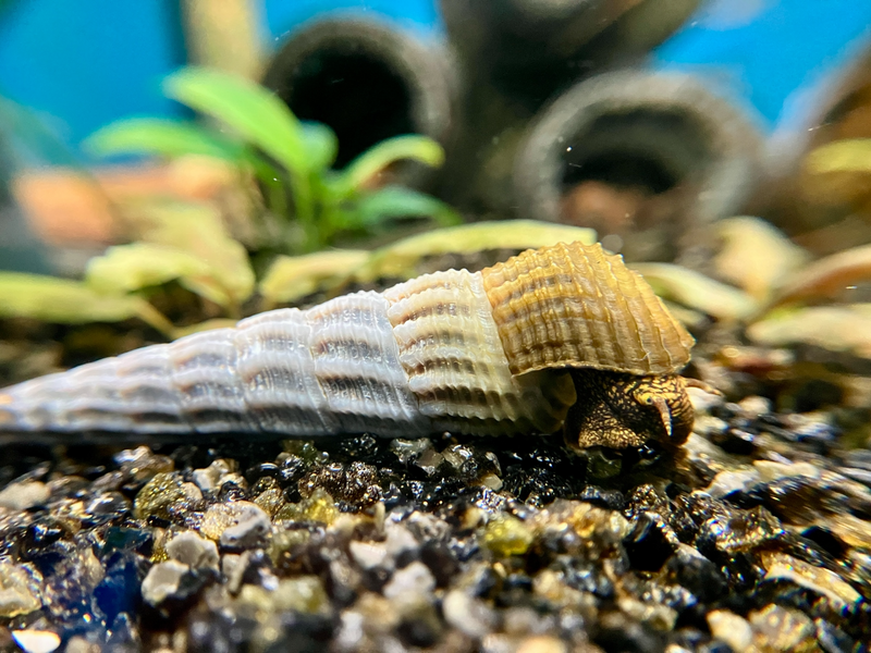 Turmdeckelschnecke - Tylomelania marwotoae „Hymalaya“