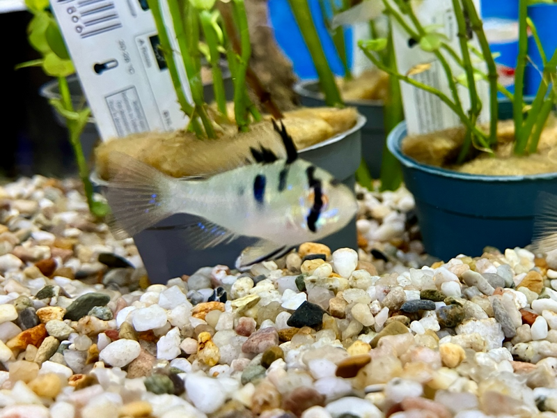 Südamerikanischer Schmetterlingsbuntbarsch - Mikrogeophagus ramirezi "German Blue"