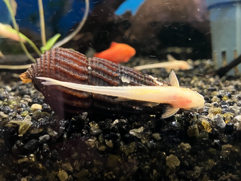 Lanzenharnischwels - Rineloricaria lanceolata "Gold albino"