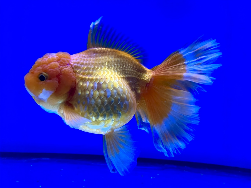 Löwenkopf Goldfisch "Schleier" - Carassius auratus  XXL