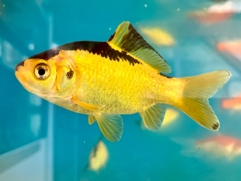 Goldfisch  - Carassius auratus "Gelb/schwarz"