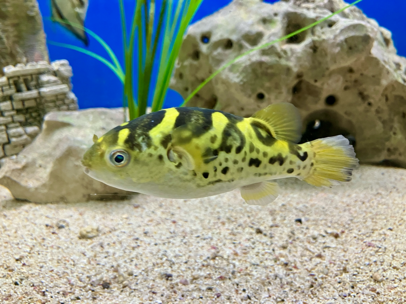 Grüner Flusskugelfisch - Dichtomyctere fluviatilis (Tetraodon)