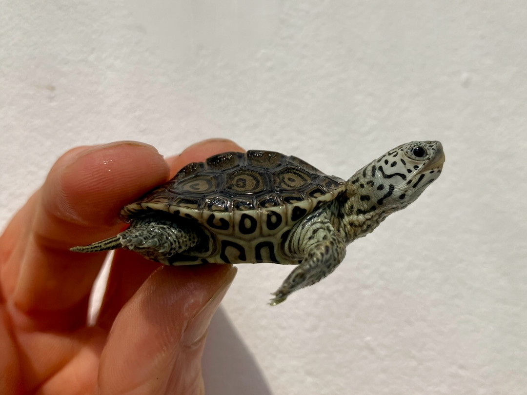 Diamantschildkröte - Malaclemys terrapin centrata "concentric" Originalfoto