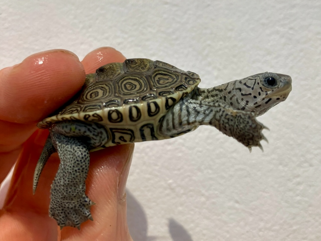 Diamantschildkröte - Malaclemys terrapin centrata "concentric" Originalfoto