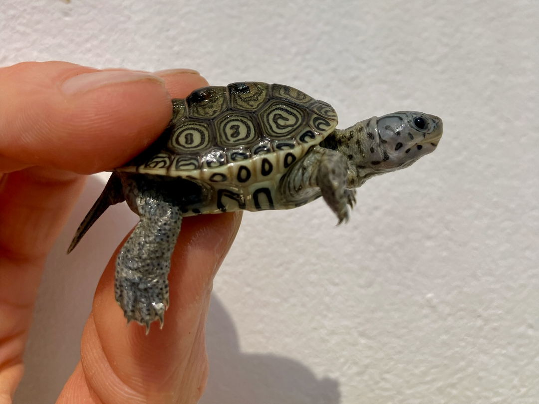Diamantschildkröte - Malaclemys terrapin centrata "concentric" Originalfoto