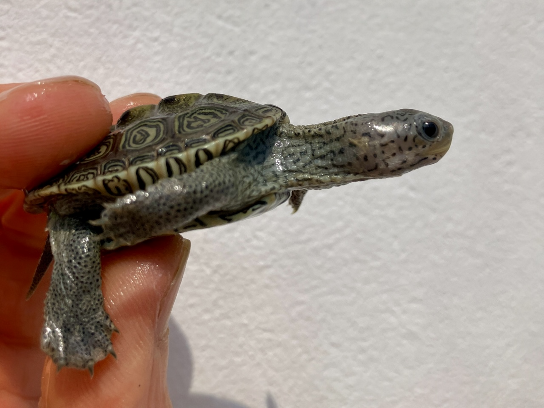 Diamantschildkröte - Malaclemys terrapin centrata