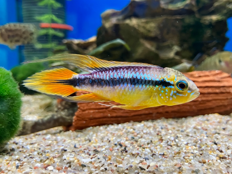 Agassiz Zwergbuntbarsch - Apistogramma agassizii