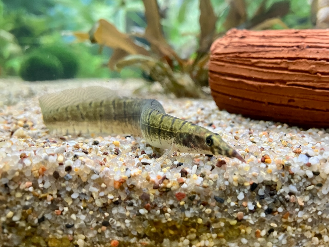 Zebra Stachelaal - Macrognathus zebrinus