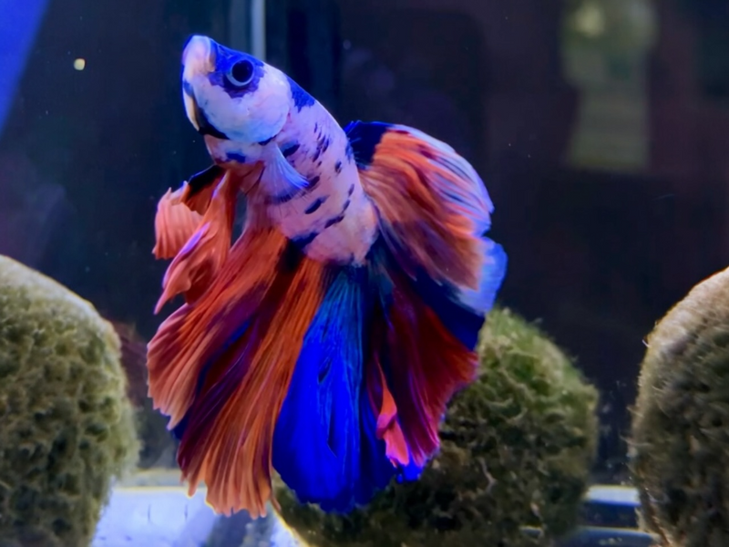 Kampffisch Männchen - Betta splendens "Nemo " Originalfoto