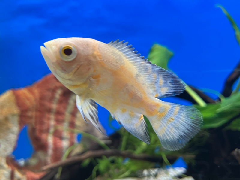 Pfauenaugen Buntbarsch - Astronotus ocellatus "Lemon"