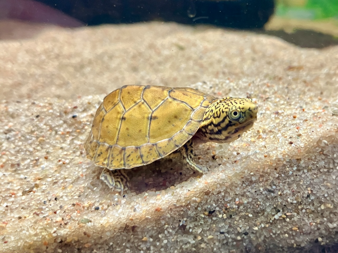 Nackenstreifen Moschusschildkröte - Sternotherus minor peltifer