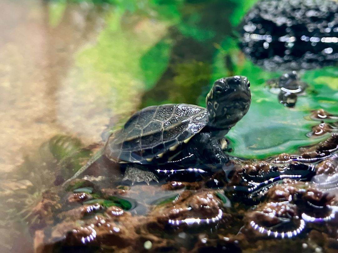 Chinesische Dreikielschildkröte - Mauremys reevesii