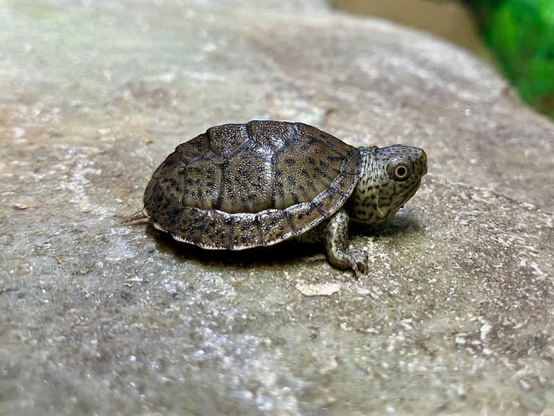 Zwerg Moschusschildkröte - Sternotherus minor minor